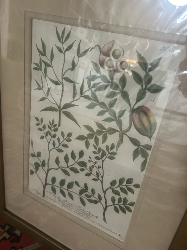 Pair of framed botanical prints depicting various herb and plant species - 1700s