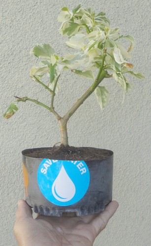 Variegated Duranta Skyflower Golden Dewdrop Pre Bonsai Dwarf Shohin Flowers