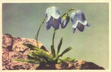 Beautiful Blue Bell-like Flowers Campanula Barbara, Bearded Bellflower Postcard