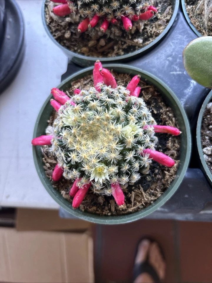 Mammillaria schiedeana Clumping Fuzzy Gold Mini Cactus rooted 4 in pot  - Image 4 of 4