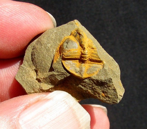 EXTINCTIONS- COLORFUL, DETAILED CRYPTOLITHUS TRILOBITE FROM SWATARA GAP - COOL! - Picture 1 of 2