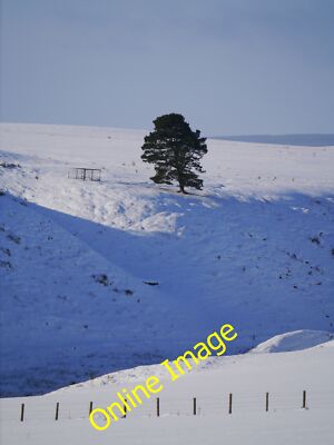 Photo 12x8 A Scots Pine On Hanged Man's Hill Polwarth As viewed from the C c2013