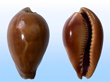 Cypraea adusta adusta, Dar Es Salaam, Tanzania, 36.8mm, SELECTED QUALITY