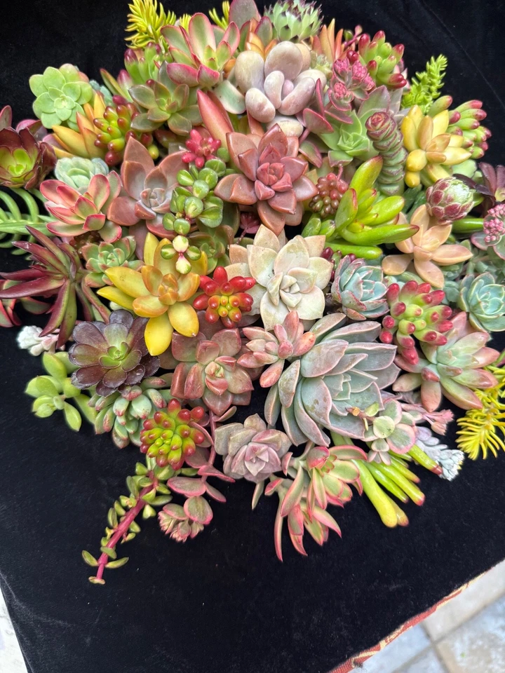 20 Beautiful, Colorful & Healthy Succulent Cuttings! 20 Varieties FREE SHIP - Image 2 of 2
