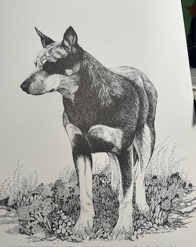 Australian Cattle Dog Martha Van Loan Ltd Ed Signed Numbered  standing 11x17 - 第 1/1 張圖片