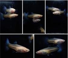 1 PAIR - Live Aquarium Guppy Fish High Quality - Albino Blue Topaz