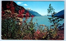 Fireweed - Epilobium Angustifolium - Postal de Alaska