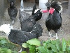 18 STANDARD, WHITE CRESTED BLACK, BLUE POLISH FRESH AND FERTILE HATCHING EGGS — photo 2
