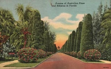 Postcard FL Avenue of Australian Pines & Hibiscus Linen Vintage PC f3185