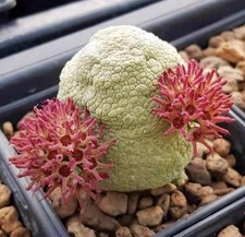 Pseudolithos migiurtinus Succulent cactus plant Garden flowering Plants 3cm