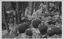 98 MONACO GROUPE D ECHINOCACTUS GRUSONII