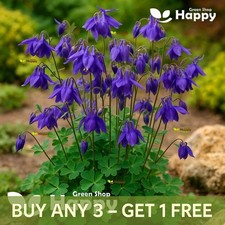 Alpine Columbine Blue - 150 Seeds - Aquilegia Alpina -