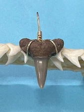 SHARK TOOTH PENDANT…3/4 Inch Fossilized LEMON Shark tooth from Venice Florida 