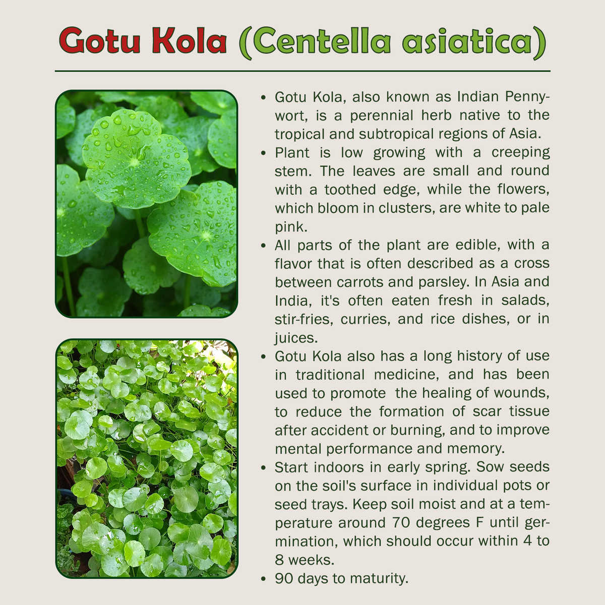 basil plant seeds Organic Basil Seeds Variety Pack