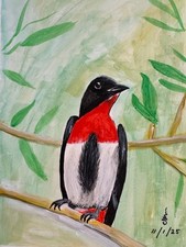 Black & Red Neck Bird