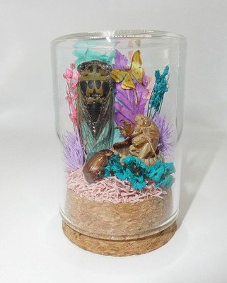 Cicada Beetle Flowers Oddity Jar curiosity insect taxidermy nature diorama