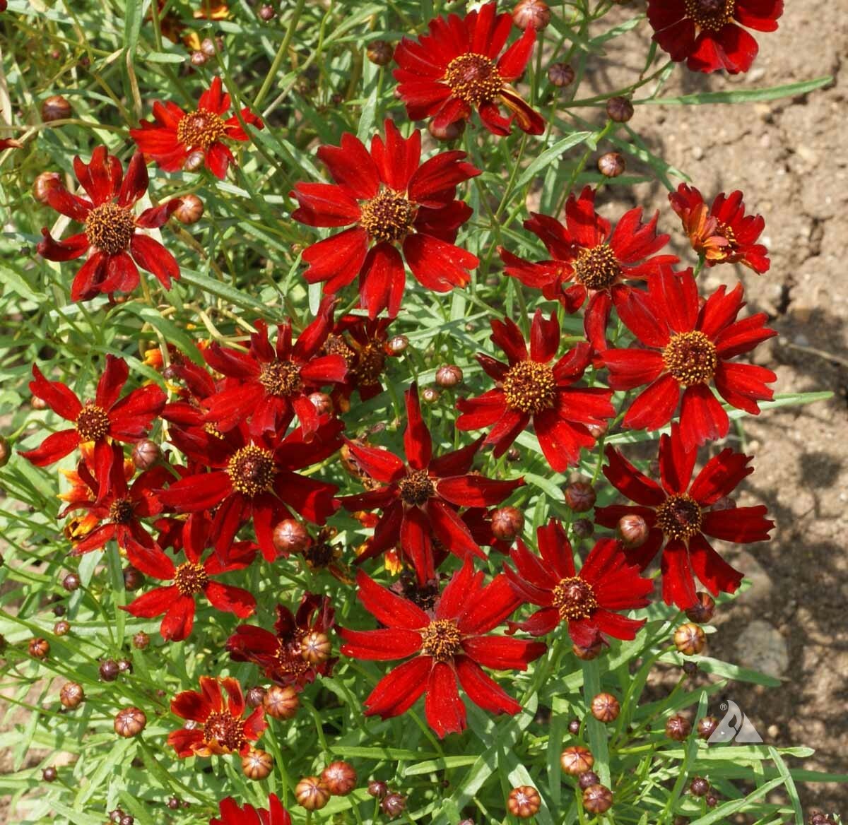 Coreopsis DWARF RED PLAINS 12-15" Butterfly Garden Fall Blooms Non-GMO 500 Seeds