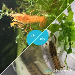 Lot de 10 Écrevisses Naines : 5 Orange CPO + 5 Blue Mini - lebonaqua