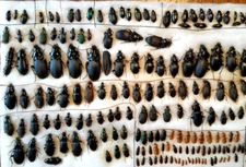 Carabidae, SET  170 pcs, from Ukraine and Russia