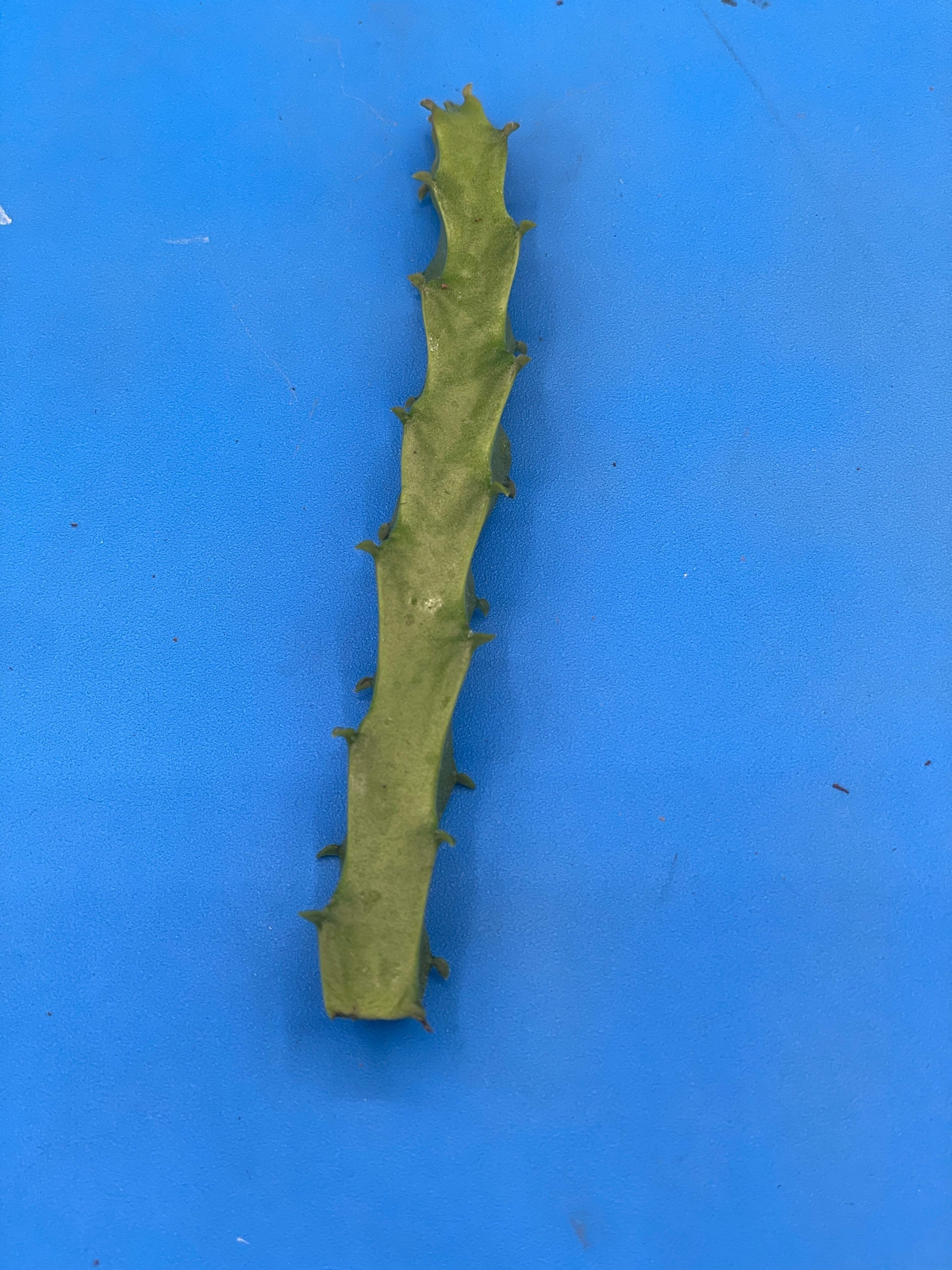 Caralluma Umbellata Cutting - Very Rare - 4-5 inches+ Easy, Healthy! USA Grown