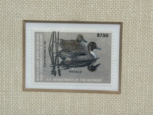 Pintails 1983 6843/17,400 by Phil Scholer Duck Stamp Print - Picture 5 of 8