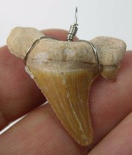 #20 African 100% Natural Fossil Shark Sharks Tooth Teeth Specimen Pendant 30mm