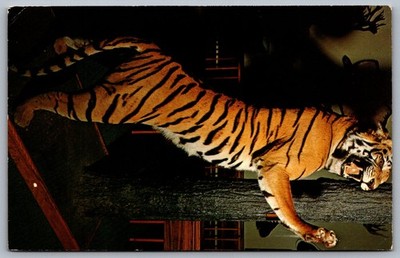 1970s Fred Bear Museum Tiger Grayling MI Postcard