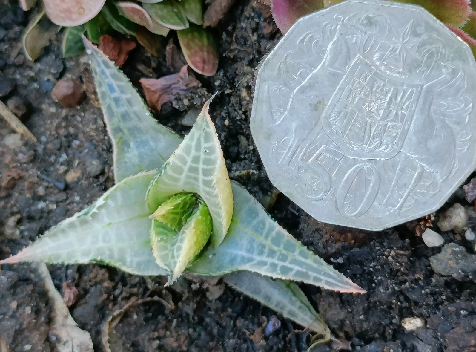 Haworthia Tessellata Mystery Variegated, rare succulent plant
Opens in a new window or tab