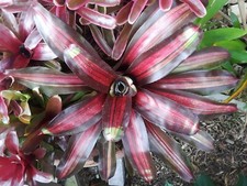 Neoregelia VARIEGATED PEMIENTO Bromeliad one tropical plant BIG 