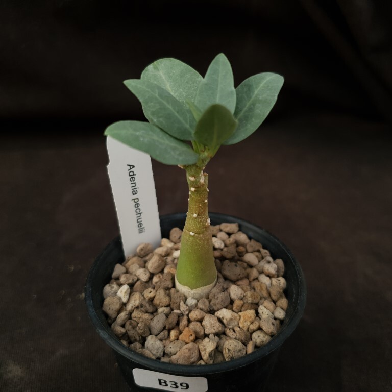 R-37塊根植物 I-37塊根植物 サボテン 多肉植物 Adenia pechuelii