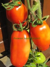 TOMATO -  ROMA VF  - ITALIAN FAVOURITE 50 FINEST SEEDS