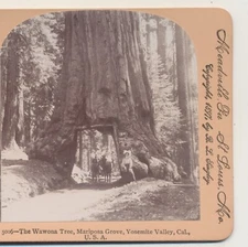 Horse Carriage Through Wawona Tree Mariposa Grove Yosemite CA Stereoview c1900