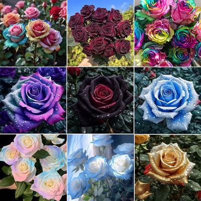 ca. 50 Stück/Pack seltene farbige Rosen Blumensamen für Haus Garten Hof Deko