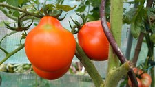 10 Tomatensamen Aladdins Lamp, mittlere süß...