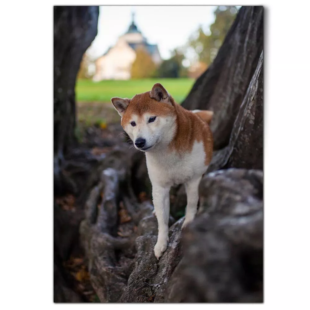 Male shiba best sale