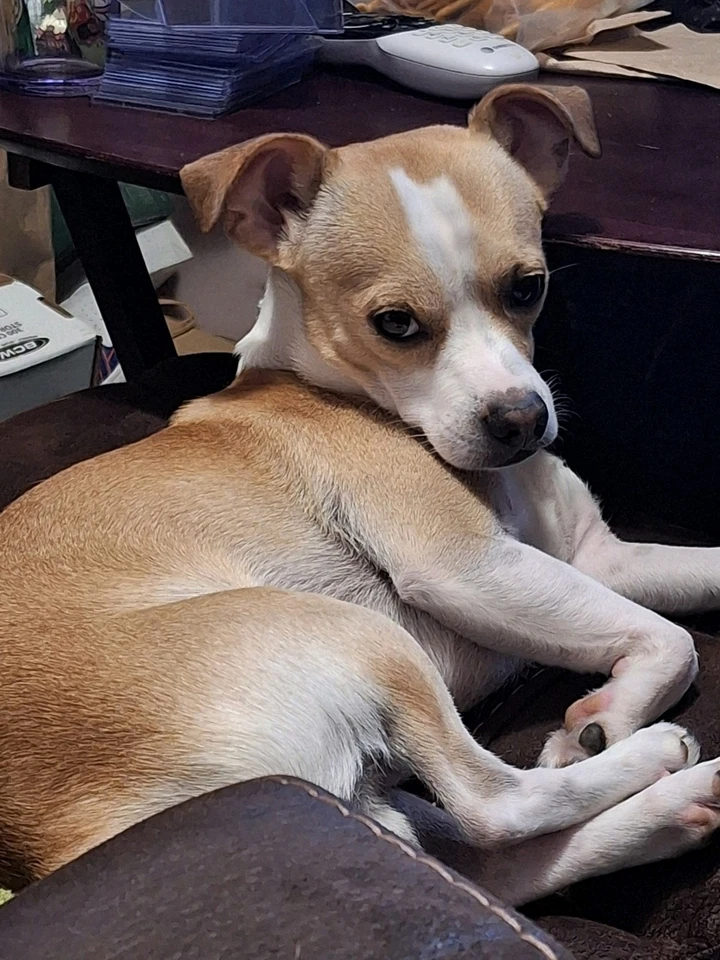 2023 BIJAN ROBINSON SAGE PEAK PERFORMANCE PURPLE NFL ROOKIE CARD RC #PK-BR TEXAS - Image 3 of 3