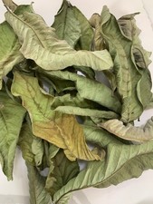 Dried Guava Leaves 1 oz