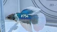 Live Betta Fish High Quality MALE Dumbo Blue White Halfmoon USA 754