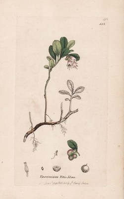 Vaccinium Vitis Idaea Cranberry lingonberry Flower botany Sowerby engraving