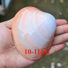 10-11cm Natural Pink Big Clam Shell Fish Tank Decor Home Collection Ornament