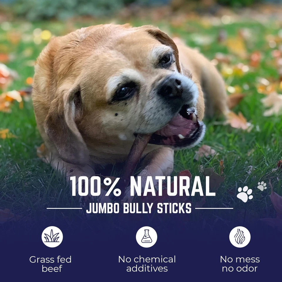 . Jumbo Bully Sticks - 12 pulgadas, paquete de 3 masticables para perros, 100 % naturales, de un solo ingrediente... Foto 2 de 4