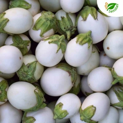 Berenjena Huevo Blanco ( 100 semillas ) seeds - WHITE EGG Blanca
