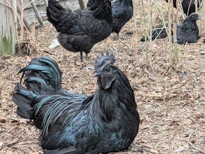 12 One Dozen Pure Aryam Cemani chicken chick fertile hatching eggs - VERY RARE 