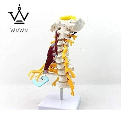 Anatomical Model with Muscle Nerve Brainstem Occipital Bone Anatomical Models