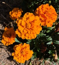 Marigold Seeds