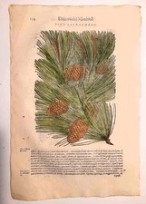 Stampa antica MATTIOLI MATTHIOLI erbario PINO CEMBRO Pinus 1604 Antique print