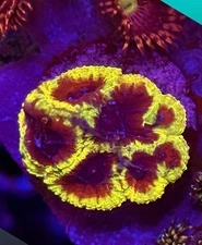 Live Coral Favia Wolverine WYSIWYG