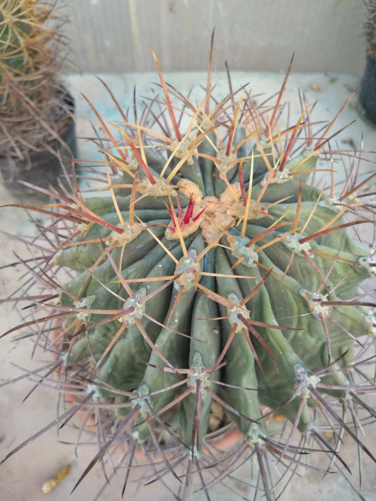 Foto 6 di 6
