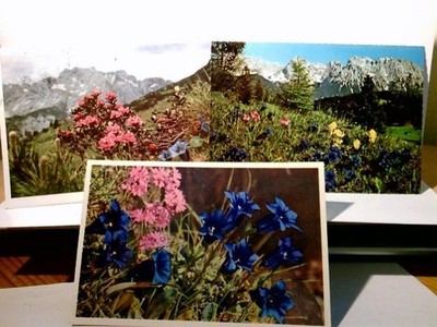 Alpenflora. 3 x Alte Ansichtskarte / Postkarte farbig, gel. 1962, 63 u. 76. Enzi