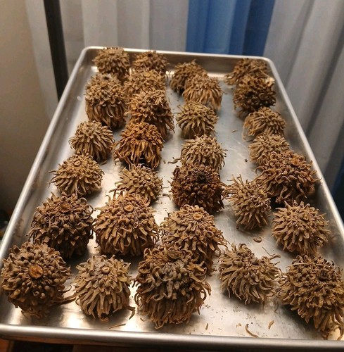 30 FRINGED BURR OAK ACORN CAPS FOR CRAFTS FAIRY GARDENS